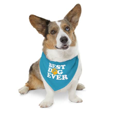 Pet Accessories